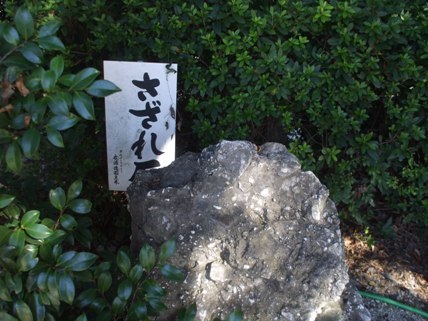 武雄神社 (26).JPG